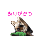 アイドル「トトくん」（個別スタンプ：6）