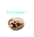 アイドル「トトくん」（個別スタンプ：11）