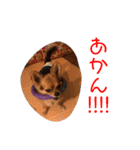 アイドル「トトくん」（個別スタンプ：17）