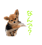 アイドル「トトくん」（個別スタンプ：25）
