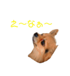 アイドル「トトくん」（個別スタンプ：30）