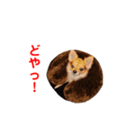 アイドル「トトくん」（個別スタンプ：38）