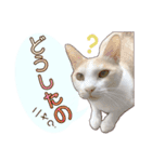 白茶猫 ラテ君の気ままなスタンプ生活ver1（個別スタンプ：1）
