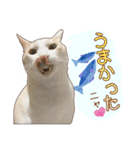白茶猫 ラテ君の気ままなスタンプ生活ver1（個別スタンプ：2）