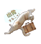 白茶猫 ラテ君の気ままなスタンプ生活ver1（個別スタンプ：3）