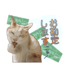 白茶猫 ラテ君の気ままなスタンプ生活ver1（個別スタンプ：5）