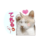 白茶猫 ラテ君の気ままなスタンプ生活ver1（個別スタンプ：6）