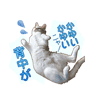 白茶猫 ラテ君の気ままなスタンプ生活ver1（個別スタンプ：7）