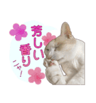白茶猫 ラテ君の気ままなスタンプ生活ver1（個別スタンプ：9）