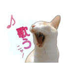 白茶猫 ラテ君の気ままなスタンプ生活ver1（個別スタンプ：10）