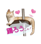 白茶猫 ラテ君の気ままなスタンプ生活ver1（個別スタンプ：11）