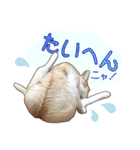 白茶猫 ラテ君の気ままなスタンプ生活ver1（個別スタンプ：12）