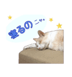 白茶猫 ラテ君の気ままなスタンプ生活ver1（個別スタンプ：13）