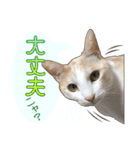 白茶猫 ラテ君の気ままなスタンプ生活ver1（個別スタンプ：14）