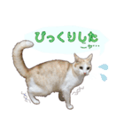 白茶猫 ラテ君の気ままなスタンプ生活ver1（個別スタンプ：15）