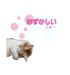 白茶猫 ラテ君の気ままなスタンプ生活ver1（個別スタンプ：16）