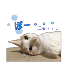 白茶猫 ラテ君の気ままなスタンプ生活ver1（個別スタンプ：17）