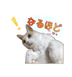 白茶猫 ラテ君の気ままなスタンプ生活ver1（個別スタンプ：18）