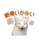 白茶猫 ラテ君の気ままなスタンプ生活ver1（個別スタンプ：19）