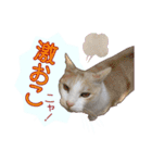 白茶猫 ラテ君の気ままなスタンプ生活ver1（個別スタンプ：20）