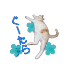 白茶猫 ラテ君の気ままなスタンプ生活ver1（個別スタンプ：21）