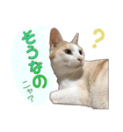白茶猫 ラテ君の気ままなスタンプ生活ver1（個別スタンプ：22）