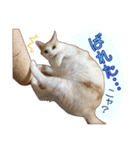 白茶猫 ラテ君の気ままなスタンプ生活ver1（個別スタンプ：23）