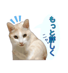 白茶猫 ラテ君の気ままなスタンプ生活ver1（個別スタンプ：24）