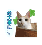 白茶猫 ラテ君の気ままなスタンプ生活ver1（個別スタンプ：25）