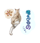 白茶猫 ラテ君の気ままなスタンプ生活ver1（個別スタンプ：26）