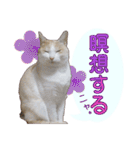 白茶猫 ラテ君の気ままなスタンプ生活ver1（個別スタンプ：27）
