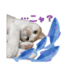 白茶猫 ラテ君の気ままなスタンプ生活ver1（個別スタンプ：28）