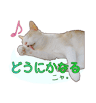 白茶猫 ラテ君の気ままなスタンプ生活ver1（個別スタンプ：29）