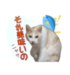 白茶猫 ラテ君の気ままなスタンプ生活ver1（個別スタンプ：31）