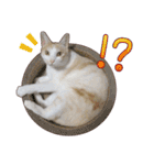 白茶猫 ラテ君の気ままなスタンプ生活ver1（個別スタンプ：32）