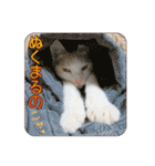 白茶猫 ラテ君の気ままなスタンプ生活ver1（個別スタンプ：33）