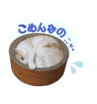 白茶猫 ラテ君の気ままなスタンプ生活ver1（個別スタンプ：34）