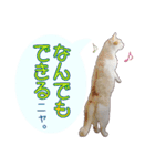 白茶猫 ラテ君の気ままなスタンプ生活ver1（個別スタンプ：35）
