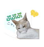 白茶猫 ラテ君の気ままなスタンプ生活ver1（個別スタンプ：36）