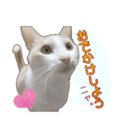白茶猫 ラテ君の気ままなスタンプ生活ver1（個別スタンプ：37）