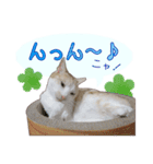 白茶猫 ラテ君の気ままなスタンプ生活ver1（個別スタンプ：38）