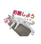 白茶猫 ラテ君の気ままなスタンプ生活ver1（個別スタンプ：39）