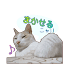 白茶猫 ラテ君の気ままなスタンプ生活ver1（個別スタンプ：40）
