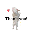 我が家のこてっちゃん（こてつ）（個別スタンプ：4）