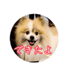毎日使える！かわいすぎるポメラニアン1（個別スタンプ：1）