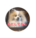 毎日使える！かわいすぎるポメラニアン1（個別スタンプ：3）