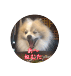 毎日使える！かわいすぎるポメラニアン1（個別スタンプ：4）