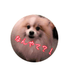 毎日使える！かわいすぎるポメラニアン1（個別スタンプ：5）