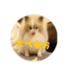 毎日使える！かわいすぎるポメラニアン1（個別スタンプ：6）