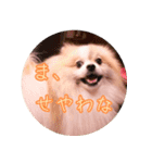 毎日使える！かわいすぎるポメラニアン1（個別スタンプ：7）